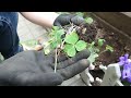 夏を前にきゅうりとゴーヤをプランターに植え替えするめいまる農園