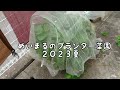 夏を前にきゅうりとゴーヤをプランターに植え替えするめいまる農園