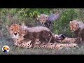 Cheetah Mom Is So Patient With Cheetah Babies | The Dodo