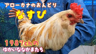 【1987chのなかまたち 1】うちの雄鶏アローカナがイケメンなのでご紹介します！