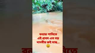 বন্যার পানিতে এই প্রথম বড় মাছ দেখলাম | বড় রুই মাছ | বাংলাদেশের বন্যা | #shorts #joinmyheart #live