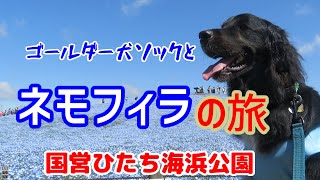 ゴールダー犬ソックのネモフィラの旅　ひたち海浜公園に行く