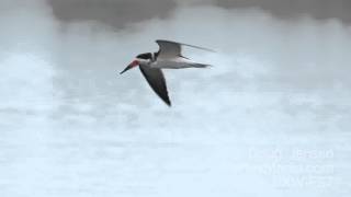 Black Skimmers