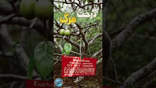 هرگز به این درخت نزدیک نشید #shorts #tiktok