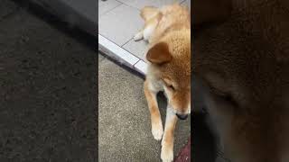 暑さで死んだ犬　ゴルバチョフ