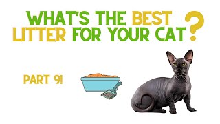 Best Litter for your Sphynx Cat? - Part 9!