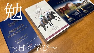 豪州・マジックミリオンズ社の1歳馬セールを見て、たくさんの学びがありました☘️☘️〜パールシークレットの未来の花嫁を探す旅は続きます〜