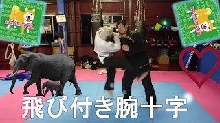 FlYING　ARMBAR　ブラジリアン柔術　BJJ　MMA　　新潟市