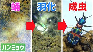 【超貴重】ハンミョウの蛹と羽化を捉えました(※捕食シーンあり)