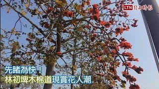 先睹為快！ 林初埤木棉道現賞花人潮