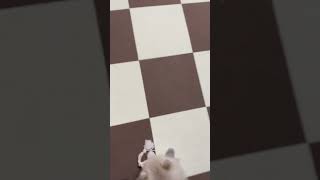 絶対に膝の上に乗ってくる犬 #shorts #ポメラニアン #子犬