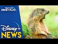 ABC Orders New Animal Comedy Series “When Nature Calls” | Disney Plus News