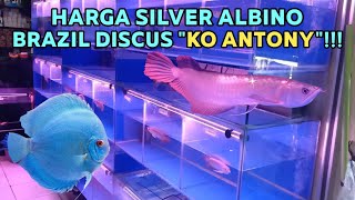 REVIEW HARGA SILVER ALBINO BRAZIL DISCUS KO ANTONY!! | DYNASTY AQUARIUM | TPHP CENGKARENG