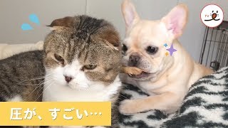 本当に遊ばないの…？？ お兄ちゃん猫に遊んでほしいフレブルさんのアツい視線…❤️【PECO TV】