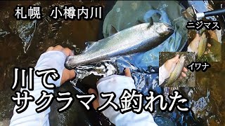 札幌 小樽内川でサクラマスが釣れた【 北海道 釣り 】