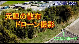 元肥の散布を、ドローン撮影　　田んぼ・2021　背負動力散布機 共立 ・やまびこ・DME401A  DJI mini2