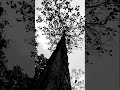 churuli shorts short shortvideo slowmotion blackandwhite tree trending dark horrorstories