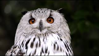 Mesmerising Owl moments #shorts