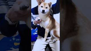 やんちゃな柴犬でも飼い主が呼んだら...#shorts #おすすめ