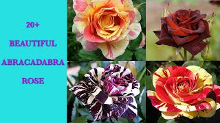 20+ Beautiful Abracadabra Rose