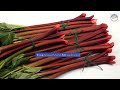 discover amazing uses for rhubarb powder