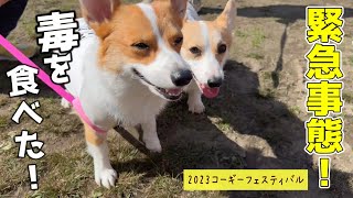 緊急事態！愛犬が中毒を起こすアレを食べてしまいました【コーギーフェスティバル2023後編】【実の姉妹と再会】