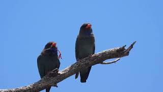 Dollarbirds, Wooroolin Wetlands,  near Kingaroy Qld