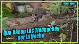 Que Hacen los Tlacuaches (Zarigüeya) por la Noche