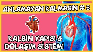 Anlamayan Kalmasın #3 Kalbin Yapısı ve Dolaşım Sistemi