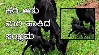 ಕರಿ ಆಡು ಮರಿ ಹಾಕಿದ ಸಂಭ್ರಮ Black Beauty Goat Giving Birth..!