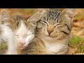 deep relaxing music soothing music meditation u0026 stress relief