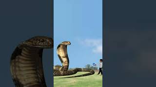 Black cobra snake before a baby