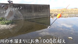 魚が大量に泳ぐ水溜まりで釣り