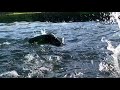 rainbow trout jumping in the winter sun