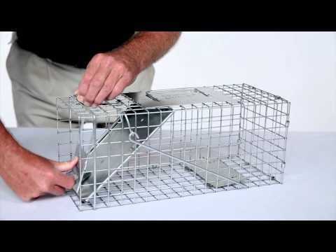 How to Set: Havahart® Small 1-Door Trap Model #1077 for Small Squirrels & Small Rabbits How to Set: Havahart® Small 1-Door Trap Model #1077 for Small Squirrels & Small Rabbits