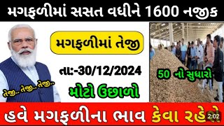 magfali na bhav | 30-12-2024 | મગફળી ના ભાવ:2024 | Information about cotton crop price | Commodity