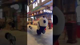 熊猫搞笑#bear#joke#shorts(3)