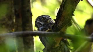 Sóweczka (Glaucidium Passerinum), najmniejsza sowa Polski, posiłek