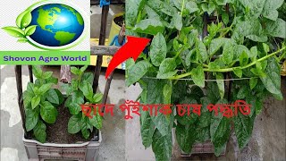 Puishak। বীজ ছাড়া পুঁইশাকের চাষ।how to grow malbar spinachShovon Agro World