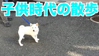 白柴犬アンズの幼年期の散歩