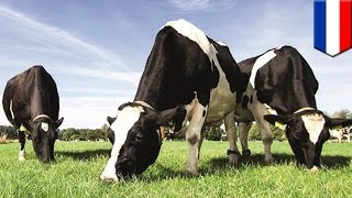 Biogas: the Netherlands to spend 150 million euros to turn cow manure into energy - TomoNews