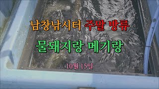 남창낚시터 10월 15일 주말 향어,메기 방류