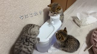 掃除したばかりの自動給水器で水遊びをする3つ子の子猫