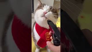 你没见过的猫咪喝水方式#cat #happy #funny #cute #funnycats #shorts