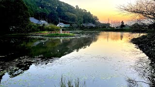 江戸時代からある野池で釣ったへら鮒の引きは格別だった【千葉県横芝光町 小堤上の池】