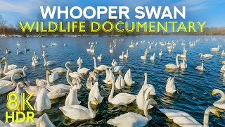 Whooper Swan - A Graceful Migrant | 8K Wildlife Documentary about Amazing Birds (Voiced by AI)