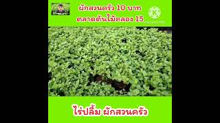 ถูกจริง!!ผักสวนครัว10บาท ตลาดต้นไม้คลอง15 | ไร่ปลื้มtv