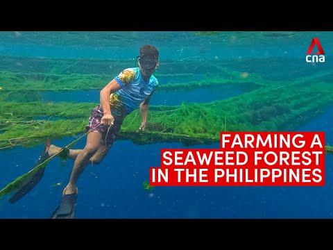 What is the present status of seaweeds in the Philippines?