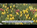 Your guide to Tulip Time