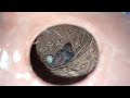 java finch breeding progress java sparrow breeding result java birds breeding tips finch colony